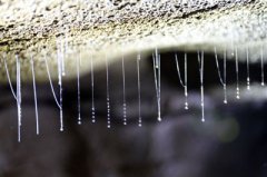 洞穴科考 四川首次发现幽帘虫