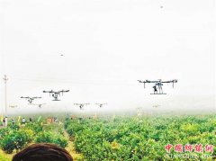 <b>潼南万亩柠檬基地上无人机集群作业</b>