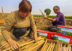 <b>河北安平：“小白嘴”白山药唱响农民致富歌</b>