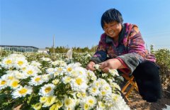 <b>河北邯郸：特色种植为乡村振兴注入活力</b>