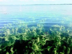 湖北：牛山湖现5万亩“水下草场”