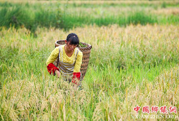 图片默认标题_fororder_阳和镇蔡家湾村的农民在田间收割再生稻