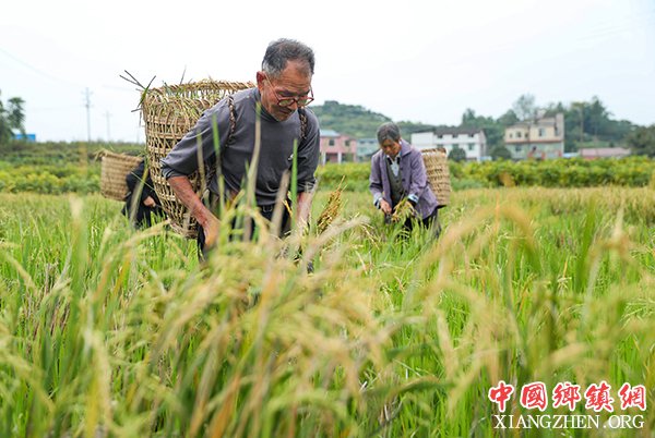 图片默认标题_fororder_永兴镇陈家湾村的农民在田间收割再生稻