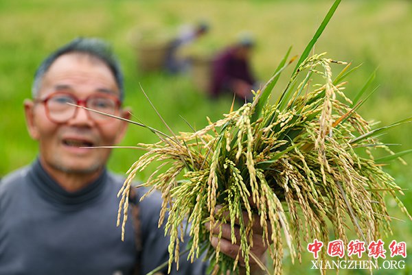 图片默认标题_fororder_永兴镇陈家湾村的农民在田间展示颗粒饱满的再生稻
