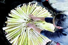 赤水：5万余亩大竹笋迎来收获季