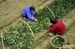 湖北恩施：茶农育苗忙