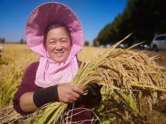 世界粮食日：专家共“稻”兴安盟“白金名片”