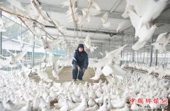 养鸽助农致富增收