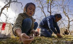 新疆且末：有机红枣富农家