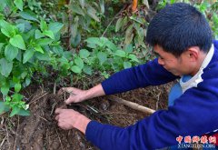 福建德化：一根小淮山 致富大产业