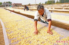 河北乐亭：扇贝养殖助农增收