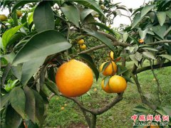 重庆合川：双凤镇上万斤柑橘成熟等你来采