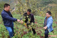 <b>重庆巫山巫峡镇绿水村村官带头种水果脱贫</b>