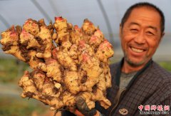 河北唐山：特色种植惠农家