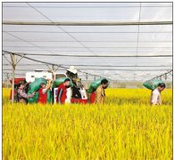 <b>浙江省湖州市长兴县：“稻”梦空间</b>