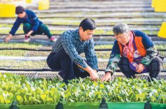 河北省霸州市：现代农业发展势头好