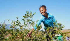 江西于都：油茶香飘千万家