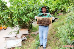 <b>重庆巫山绿水村生态养蜂脱贫致富</b>