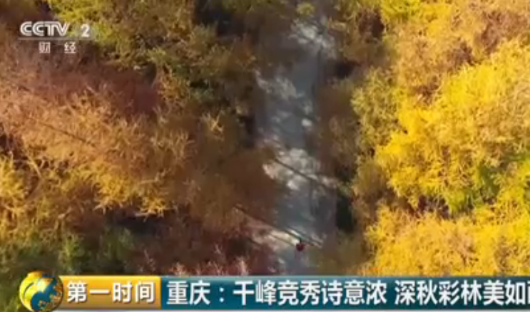 重庆：千峰竞秀诗意浓 深秋彩林美如画