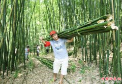 贵州赤水：一根竹子挑起生态与经济两端