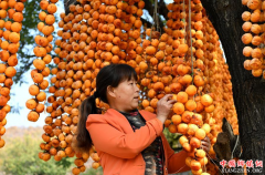 山西平陆：金秋柿飘香