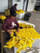 四川昭化区：烟草+多元产业助农增收