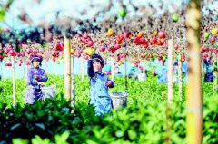 丹寨:“套种产业”喜丰收