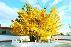 北京顺义千年“夫妻”古银杏正金黄