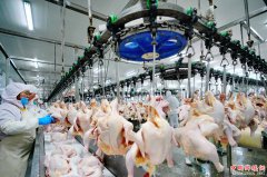 河北滦南：延伸肉鸡养殖产业链兴农富民