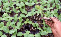 立冬时节育苗忙