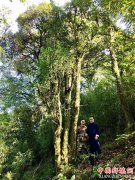 陇川行纪（一）：护国乡小岭干寻茶