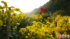 江西婺源：皇菊香溢致富路