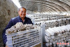 河北滦南：食用菌培育富农家