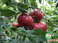 陕西华州区柳枝镇：水果西红柿荣获第二十五届杨凌农高会后稷奖