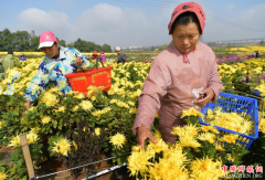 <b>江西进贤：农户喜收“致富之花”</b>