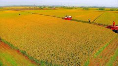 <b>江苏：常州将迎丰收年 水稻产量和出米率均高</b>