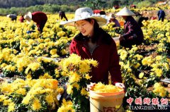 安徽庐江：菊花铺就致富路