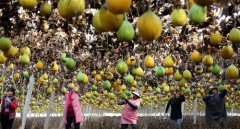 小栝楼成脱贫致富“宝葫芦”