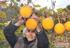 重庆石柱：“苦藤”结出“致富瓜”