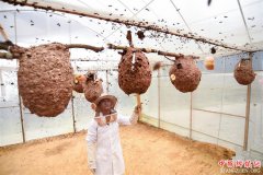 贵州望谟：胡蜂养殖助力脱贫增收