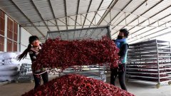 山西：红了辣椒 富了腰包