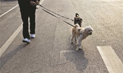 多地出台“最严”犬类管理条例  杭州：重点是人不是犬