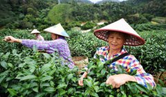 海南：五指山上茶飘香