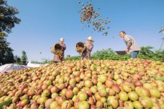 贵州省天柱县：飘香油茶助农富