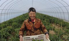 安徽肥西：“扶贫大棚”助增收