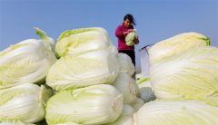 江苏盱眙：“海外订单”白菜热销