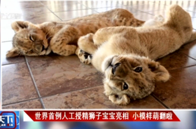 世界首例人工授精狮子宝宝亮相 小模样萌翻啦