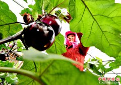 河北乐亭：科技创新助推农业提质增效