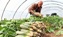  山东潍坊：萝卜闯出大市场