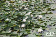 改革开放40年基层行：天津前进村里的荷塘月色